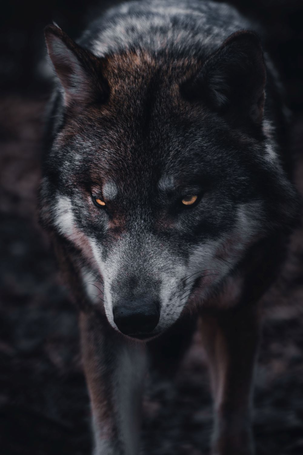 wolf human predator
